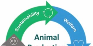 Unlocking the potential of precision animal nutrition for a sustainable future