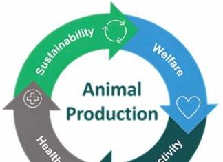Unlocking the potential of precision animal nutrition for a sustainable future