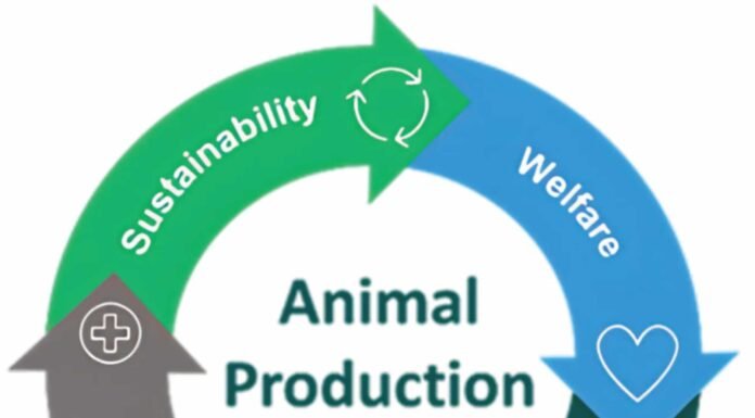 Unlocking the potential of precision animal nutrition for a sustainable future