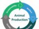 Unlocking the potential of precision animal nutrition for a sustainable future