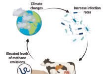 Effect of Climate Change on Food Security of Dairy Animals and Their Performance
