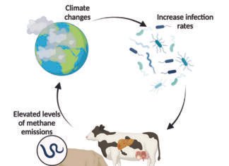 Effect of Climate Change on Food Security of Dairy Animals and Their Performance