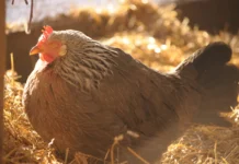 Beyond Symptomatic Relief: Tackling Poultry Stress at the Metabolic Level