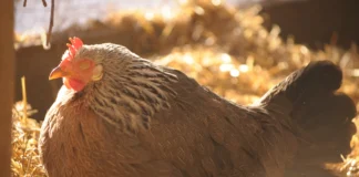 Beyond Symptomatic Relief: Tackling Poultry Stress at the Metabolic Level
