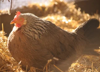 Beyond Symptomatic Relief: Tackling Poultry Stress at the Metabolic Level