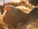 Beyond Symptomatic Relief: Tackling Poultry Stress at the Metabolic Level