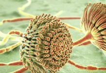 Mycotoxins in the food chain: Understanding risks and exploring mitigation strategies