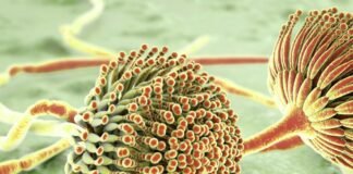 Mycotoxins in the food chain: Understanding risks and exploring mitigation strategies