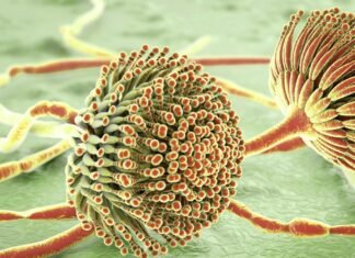 Mycotoxins in the food chain: Understanding risks and exploring mitigation strategies