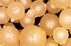 Beyond Antibiotics: NUQO’s Science-Driven Phytogenic & Phycogenic Solutions