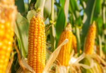 Bangladesh maize output set to reach record 6 million tonnes
