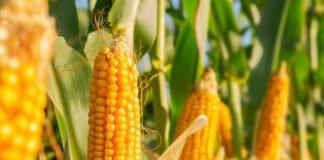 Bangladesh maize output set to reach record 6 million tonnes