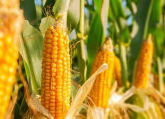 Bangladesh maize output set to reach record 6 million tonnes