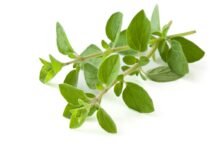 Enhancing Layer Pullet Uniformity through Oregano Essential Oil Supplementation: A Commercial Field Trial in India