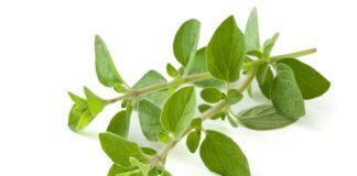 Enhancing Layer Pullet Uniformity through Oregano Essential Oil Supplementation: A Commercial Field Trial in India