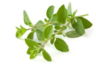 Enhancing Layer Pullet Uniformity through Oregano Essential Oil Supplementation: A Commercial Field Trial in India