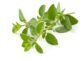 Enhancing Layer Pullet Uniformity through Oregano Essential Oil Supplementation: A Commercial Field Trial in India