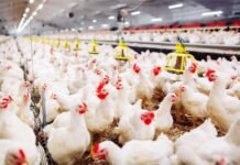 Recent Advances in Calcium and Phosphorus Nutrition for Broilers (An Indian Perspective)