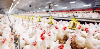 Recent Advances in Calcium and Phosphorus Nutrition for Broilers (An Indian Perspective)