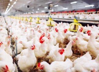 Recent Advances in Calcium and Phosphorus Nutrition for Broilers (An Indian Perspective)