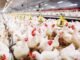Recent Advances in Calcium and Phosphorus Nutrition for Broilers (An Indian Perspective)