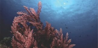 A Natural Breakthrough in Methane Reduction