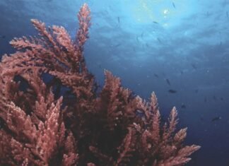 A Natural Breakthrough in Methane Reduction