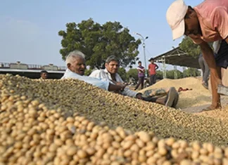 Soyabean Stocks Halve Amidst Production and Export Declines