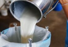 UP Govt Amends Dairy Policy, Announces 35 percent Capital Grant for Milk and Animal Feed Units
