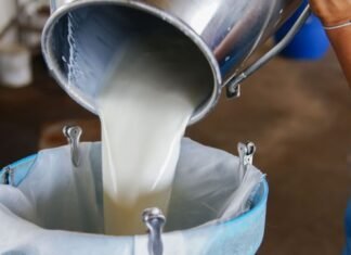 UP Govt Amends Dairy Policy, Announces 35 percent Capital Grant for Milk and Animal Feed Units