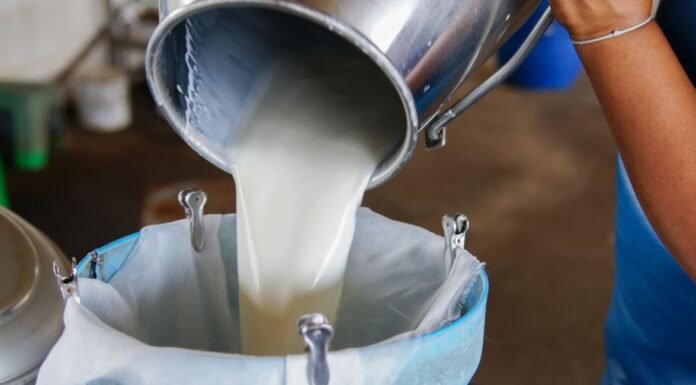 UP Govt Amends Dairy Policy, Announces 35 percent Capital Grant for Milk and Animal Feed Units