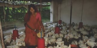 Can NSPDT be the AMUL of Indian Poultry?