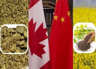 China Fuels Soaring Indian Rapeseed Meal Exports