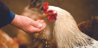 Formulation Insights for Broiler and Layer Nutrition