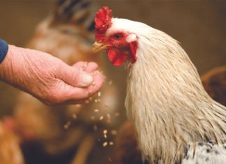 Formulation Insights for Broiler and Layer Nutrition