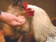 Formulation Insights for Broiler and Layer Nutrition