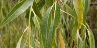 Willow Leaves: A Natural Solution to Reduce Cattle Nitrogen Emissions