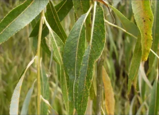Willow Leaves: A Natural Solution to Reduce Cattle Nitrogen Emissions