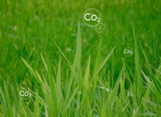 China Approves CO2-Derived Protein as Sustainable Animal Feed
