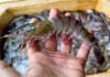 India-UK FTA to Boost Seafood Exports, Open New Market Opportunities Amid US Slowdown