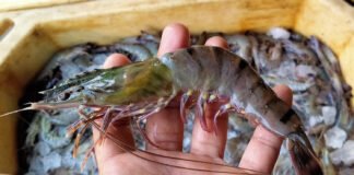 India-UK FTA to Boost Seafood Exports, Open New Market Opportunities Amid US Slowdown