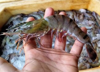 India-UK FTA to Boost Seafood Exports, Open New Market Opportunities Amid US Slowdown