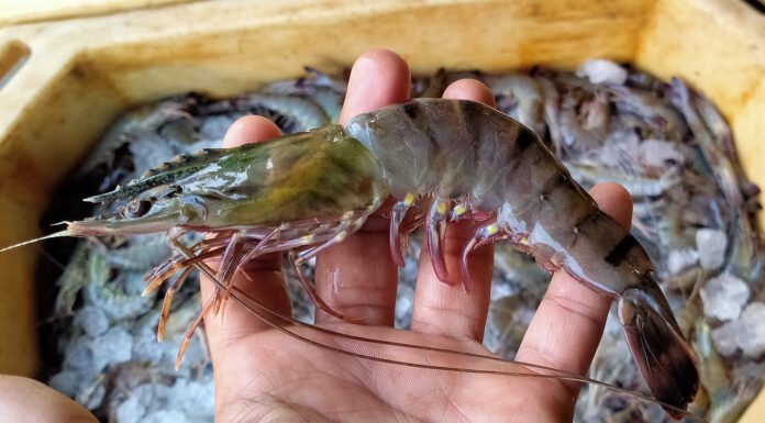 India-UK FTA to Boost Seafood Exports, Open New Market Opportunities Amid US Slowdown