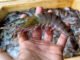 India-UK FTA to Boost Seafood Exports, Open New Market Opportunities Amid US Slowdown
