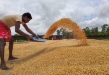 India Aims to Double Maize Production by 2047, Focus on Non-GM Varieties and Starch Content