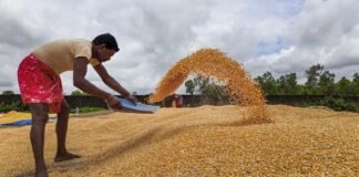 India Aims to Double Maize Production by 2047, Focus on Non-GM Varieties and Starch Content