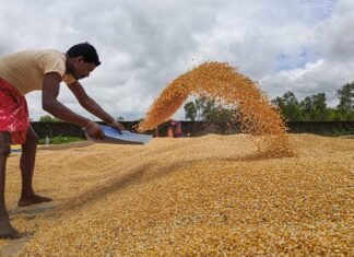 India Aims to Double Maize Production by 2047, Focus on Non-GM Varieties and Starch Content