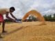India Aims to Double Maize Production by 2047, Focus on Non-GM Varieties and Starch Content