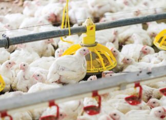 Defining Sustainability in Poultry Feed with FVRs