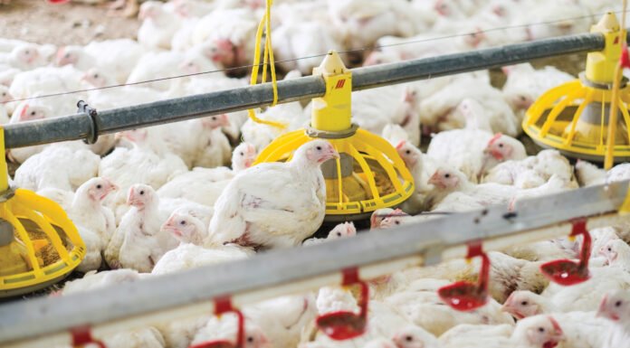 Defining Sustainability in Poultry Feed with FVRs